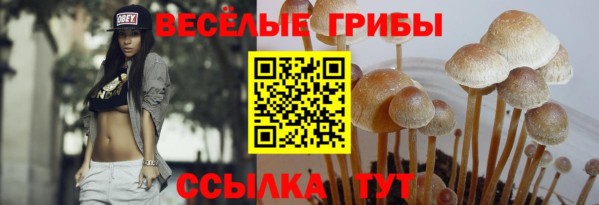 Галлюциногенные грибы Cubensis  Вход с VPN  Зима 